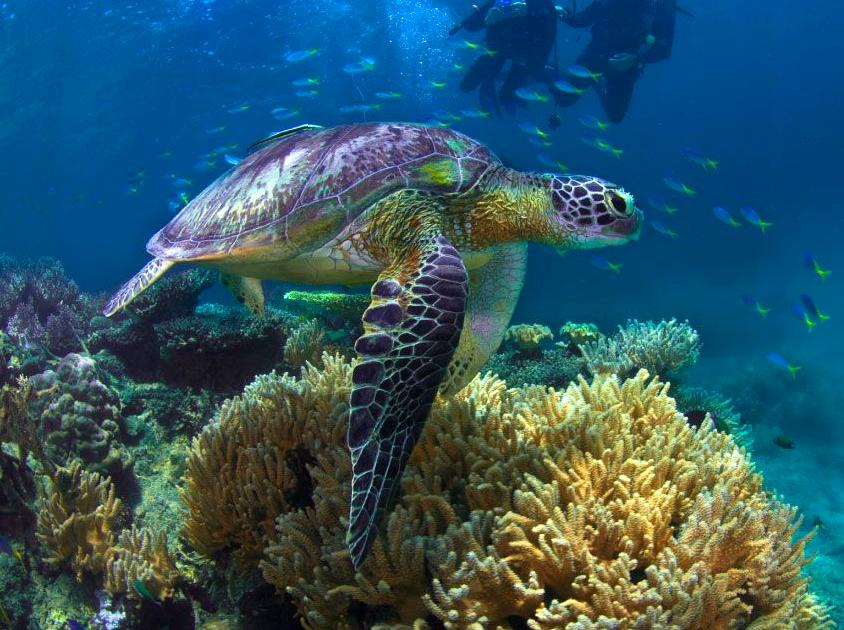 Uncovering the Wonders of Arlington Reef