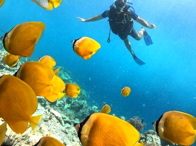 Investigating the Arlington Reef Zone