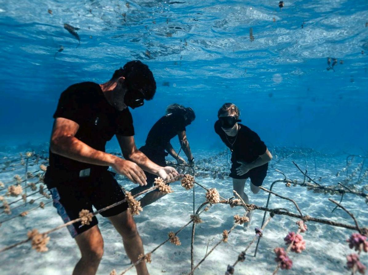 Exploring the Bait Reef Base: A Journey Underwater