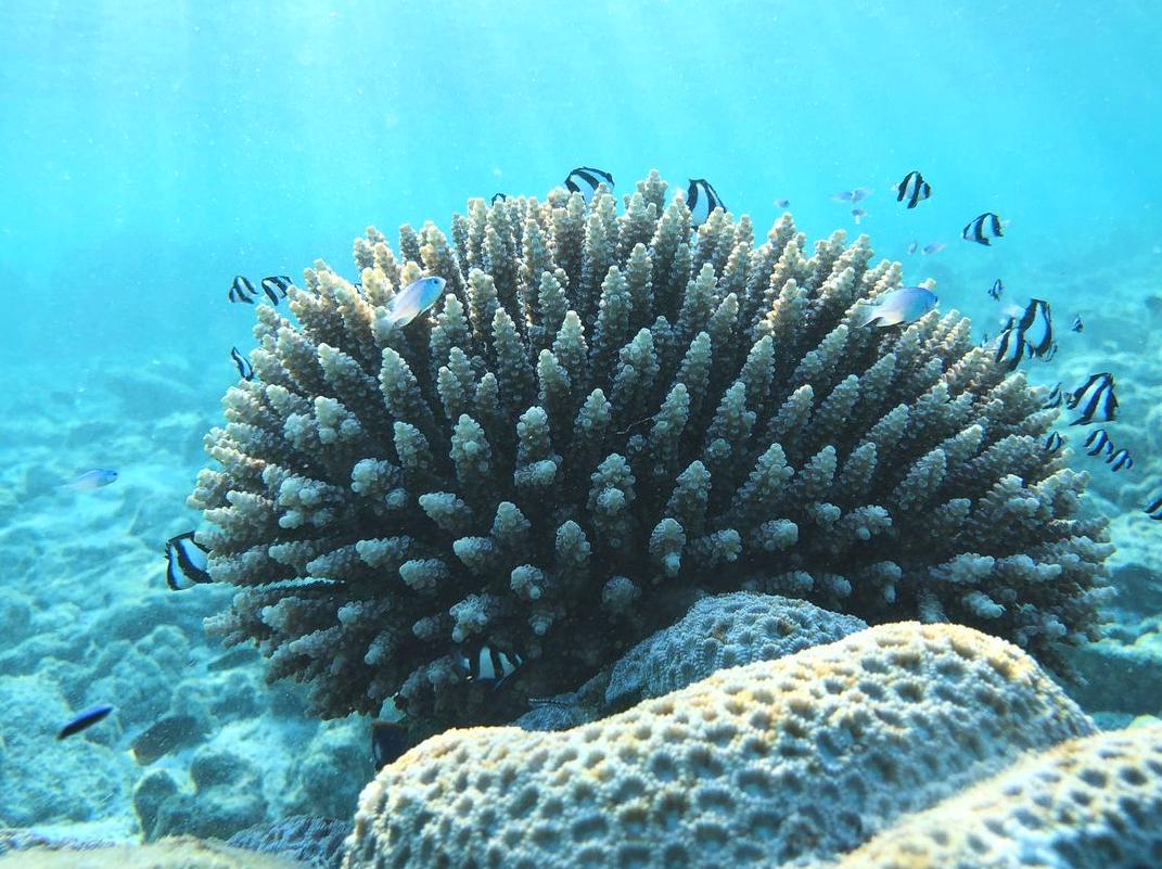 Investigating Bait Reef Base: Insights from the Ocean Floor