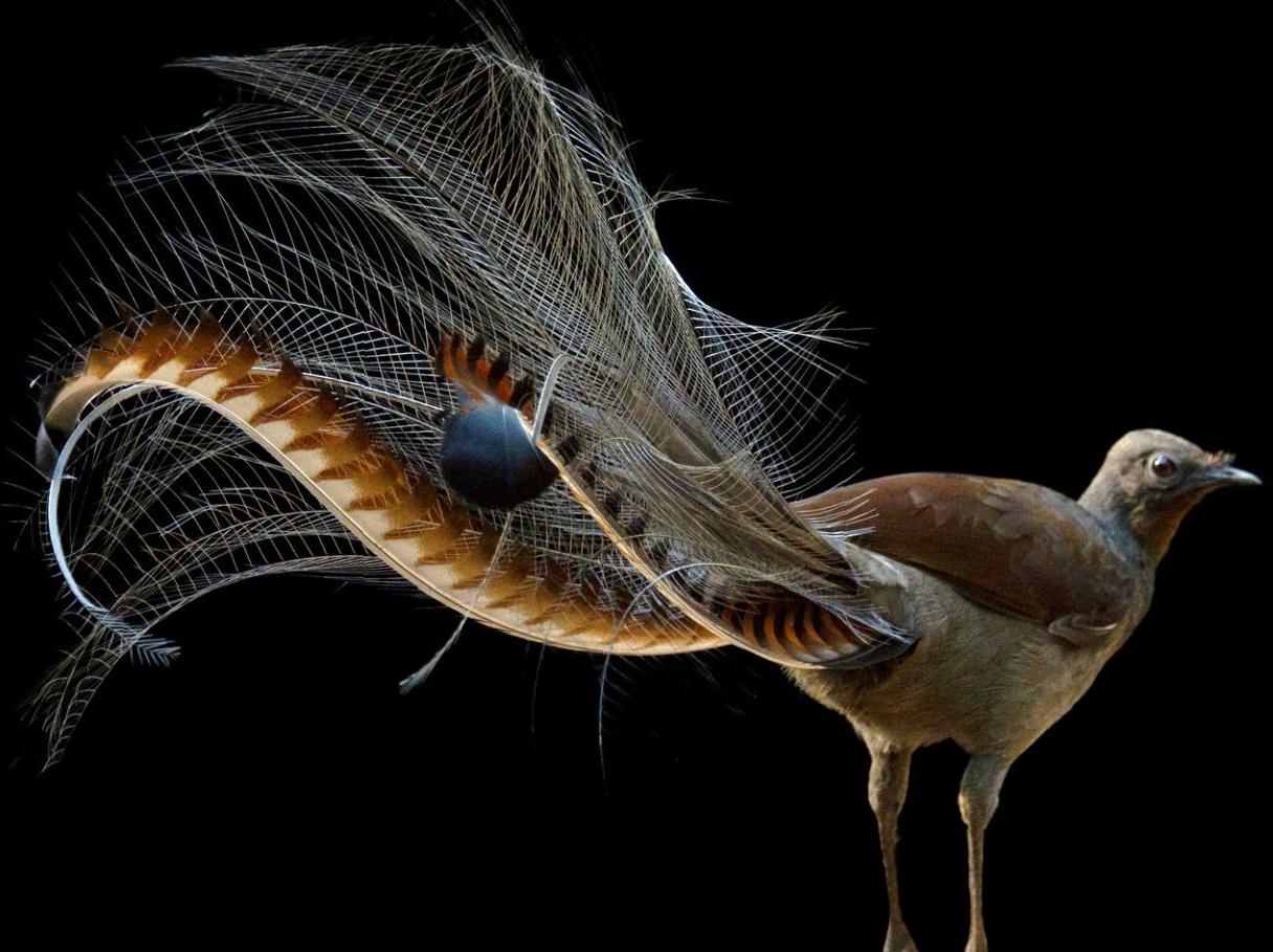 Explore the native animals of Healesville Sanctuary: Discover wildlife up close.