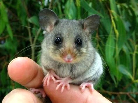 Discover the local fauna at Healesville Sanctuary: A wildlife adventure awaits.